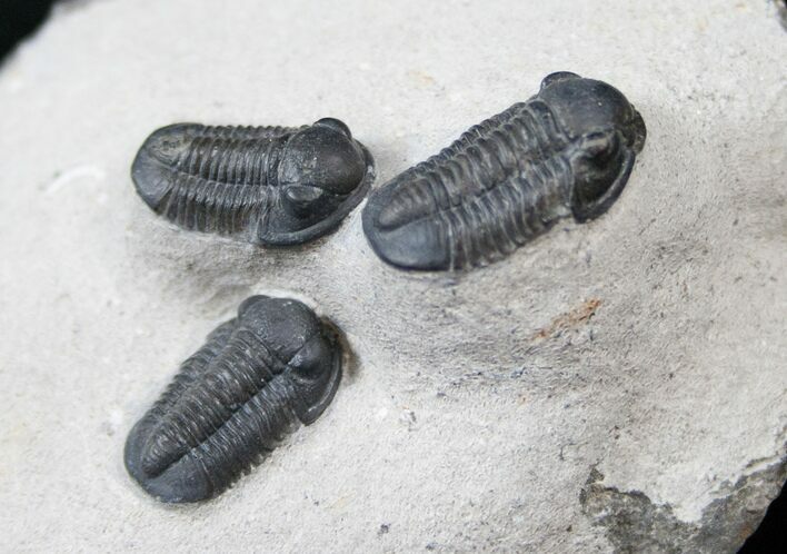 Small Gerastos Trilobite Cluster - Nice Preparation #16072